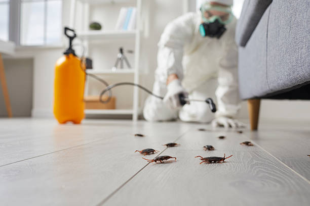 Commercial Rodent Management in Olean